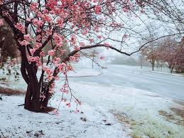 Cabonne council announced on thursday morning the access roads were now clear for traffic. Spring Meets Winter In Orange Nsw Abc Central Coast Facebook