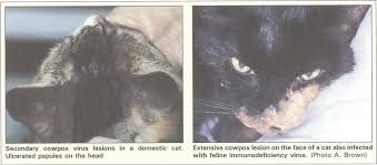 The misnomer 'cowpox' has historical roots: Https Onlinelibrary Wiley Com Doi Pdf 10 1136 Inpract 11 6 244