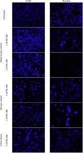 Image result for Solanecio mannii