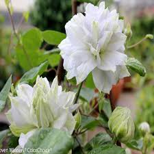 Check spelling or type a new query. Clematis Diamond Ball Buy Clematis Perennials Online