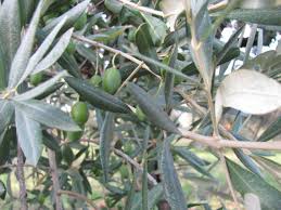 Myevoil Huile Extra Vierge D Olive Notre Histoire