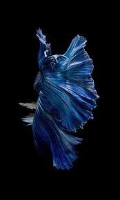 Wallpaper ikan cupang ikan cupang hias koi plakat fancy giant. Strange And Funky Animal Photographer Visarute Angkatavanich Ikan Akuarium Ikan Cupang Ikan