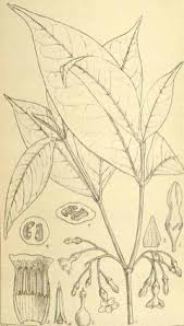 Image result for Tabernanthe iboga