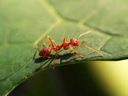 One of the few remaining ants not a slave, ant is an engineer and ranged specialist, using advanced technology and gadgets to set up defenses or fire away at long range. One Species Loves Our Climate Wrecking Ways Fire Ants Wired