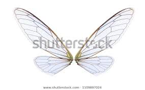Suchen Sie Nach Flugel Von Cicada Insekten Einzeln Auf Weissem Stockbildern In Hd Und Millionen Weiteren Lizenzfreien Stockfotos In 2020 Stockfoto Insekten Illustration