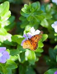 Obituary information for Valeria "Val" D. Tipton