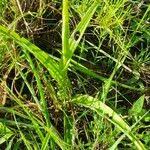 Image result for Habenaria humilior