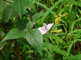 Image result for Vigna vexillata