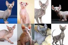 Umumnya bulu kucing akan rontok secara alami saat memasuki fase pergantian bulu. 8 Jenis Kucing Tanpa Bulu Dan Harganya Terbaru 2021 Kucingklik Com