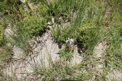 Image result for Striga bilabiata