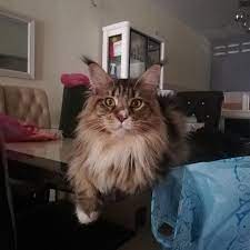 Pure Breed Maine Coons Kl Home Facebook