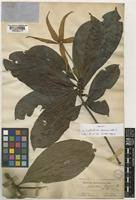 Image result for Leptactina