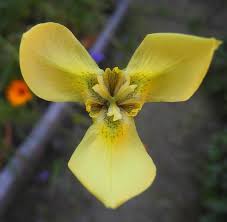 Image result for Moraea