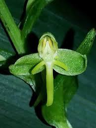 Image result for Habenaria silvatica