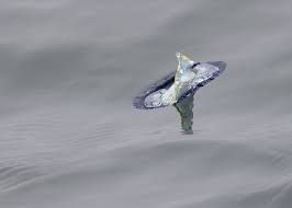 Image result for Faroa affinis