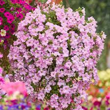 Image result for foto petúnie