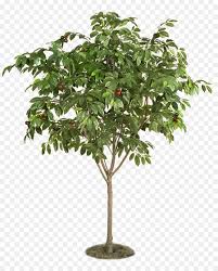 M.alibaba.com has found 668 images of cherry fruit tree for you. Cherry Tree