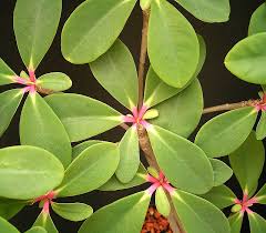 Image result for Euphorbia baylissii