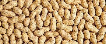 الفول السوداني الفاكهة الغذاء براون الخلفية food png food clipart food