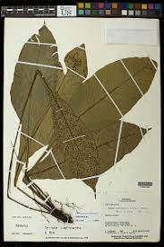 Image result for Tectaria angelicifolia