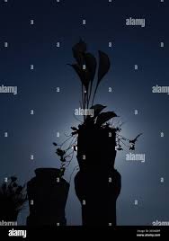 Image result for Mayaca baumii