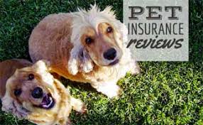 Compare the top pet insurance companies for dogs. Pet Insurance Reviews 2021 Who S The Best 23 Companies Rated Caninejournal Com