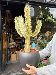 Image result for Euphorbia ingens