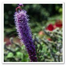 Liatris Pycnostachya Prairie Blazing Star Sugar Creek Gardens Liatris Flower Spike Native Garden