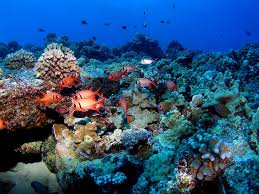 Download in under 30 seconds. Blackbar Soldier Fish Under A Ledge Photograph By Ocean Image Photography
