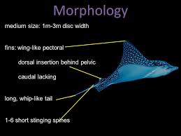 The spotted eagle ray (aetobatus narinari) is a cartilaginous fish belonging to the eagle ray family of stingrays. Family Myliobatidae Eagle Rays Ppt Video Online Download