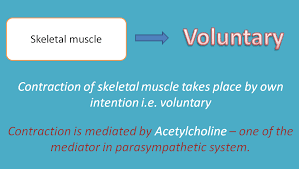 Skeletal Muscle Is Voluntary System Parasympathetic System Nervous System Skeletal Muscle