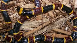 The rest don't want to do anything but eat rodents and similar prey—they certainly don't want anything to do with people. Snakes In Florida A Guide To Venomous And Non Venomous Snakes Wtsp Com