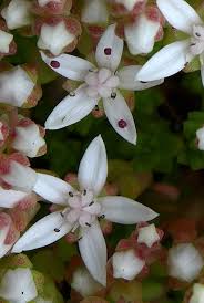 Check spelling or type a new query. Stonecrop English English Stonecrop Wild Flower Finder
