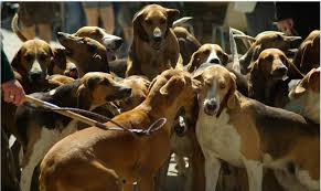 Mais le point commun chez tous les chiens de toutes les races, c'est qu'ils n'arrêtent découvrez pourquoi 5 significations possibles du léchage des chiens sur leur maître : Pres De Lamballe Une Meute De Chiens De Chasse Tue Un Chat Dans Son Jardin Le Penthievre