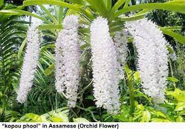 The Rare Flower Steemit Beautiful Orchids Rare Flowers Unusual Flowers