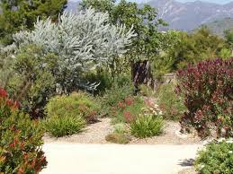 Check spelling or type a new query. Check Out These Amazing Australian Native Garden Design Ideas