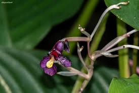 Image result for Marantochloa purpurea