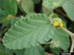 Image result for Waltheria