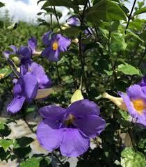Image result for Thunbergia kirkiana