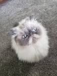 Bluepoint Himalayan Kittens for Sale in Boardman, Ohio ...