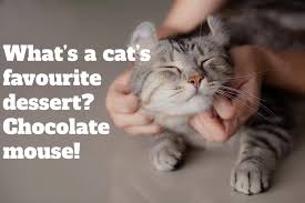 2016 was also a bad year and people still talk about it. 38 Of The Funniest Cat Jokes And Memes