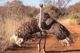Common Ostrich South Africa Wildlife Africa Wildlife Ostriches