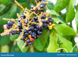 Image result for Cissus rubiginosa