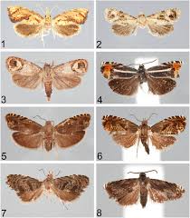 Image result for Trichilia quadrivalvis