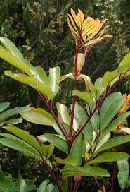 Image result for Cunonia capensis