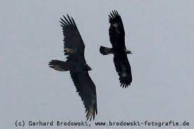 Bartgeier gypaetus barbatus contra steinadler aquila chrysaetos und kolkrabe corvus corax von wolfgang baumgart mit zehn im jahre 2007 erfolgreich brütenden paaren (davon 4 in frankreich, 3 in italien und erstmals gleich 3 in der schweiz) erscheint das untere limit einer sich selbsttragend Steinadler Steckbrief Lebensraum Brutzeit Alter Bilder Referat