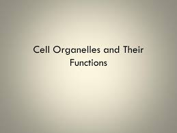 Animal & plant cell slides category: Ppt Cell Organelles And Their Functions Powerpoint Presentation Free Download Id 2465516
