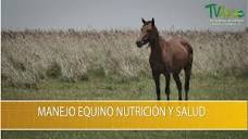 Manejo Equino Nutricion y Salud- TvAgro por Juan Gonzalo Angel ...