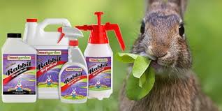 This is substantially longer than the other products on this list and provides much more convenience for the user. Rabbit Repellent Keep Rabbits From Eating Your Plants I Must Garden