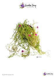 Pertanto, le piantine cresciute dovrebbero essere tenuti a essere in calore. Buy Moss Rose Portulaca Grandiflora Online In Dubai On Gardensouq Com Uae Free Deliveries Online Plant Shop In Uae Garden Center In Uae Dubai Nursery Indoor Plants Flowers